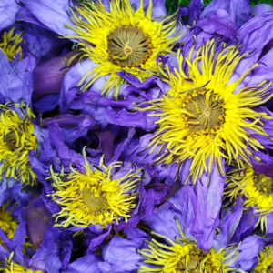 blue-lotus-deal