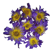 Dried Flowers